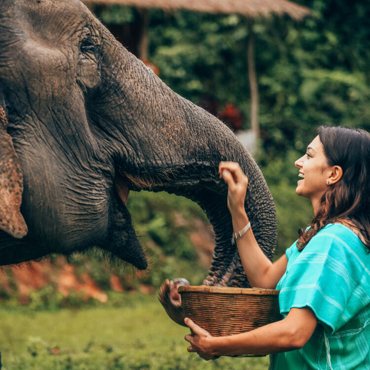 Eine Frau in einem blauen Oberteil füttert einen Elefanten, der seinen Rüssel zum Empfangen der Nahrung ausstreckt