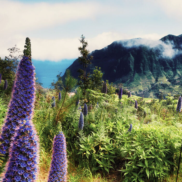 Blumen auf der Blumeninsel Madeira