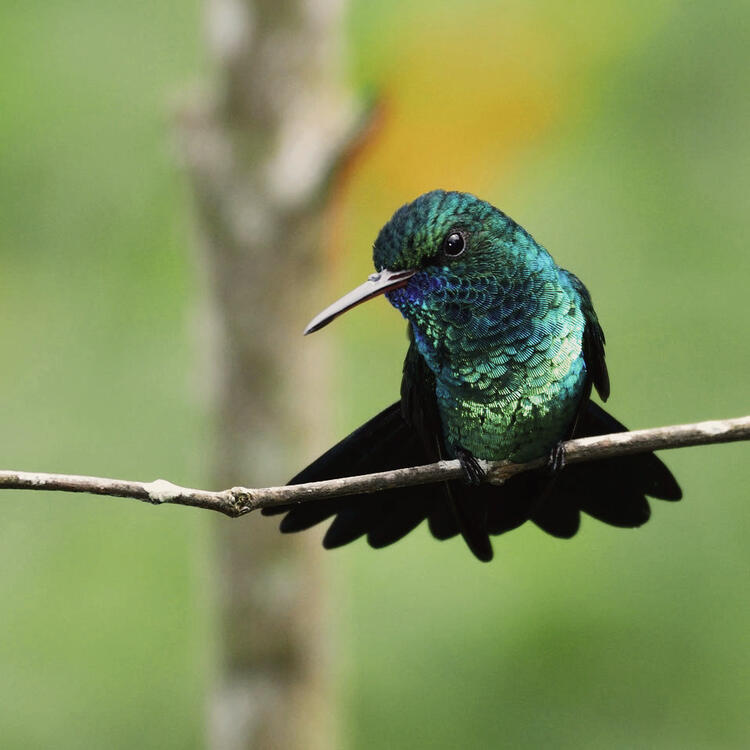 Saphirblauer Kolibri auf Ast in Tobago