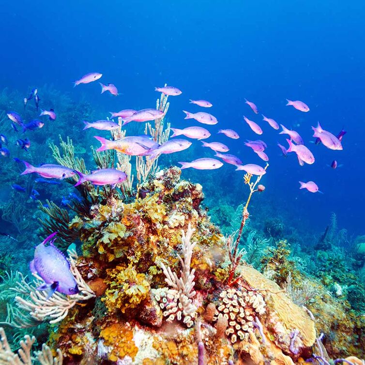 Ein bunter Fischschwarm und bunte Korallen im karibischen meer