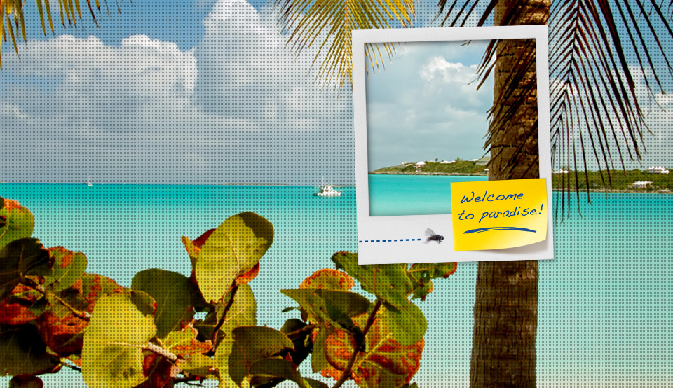 Reggae, rum and richness of nature! Reggae, rum and richness of nature!