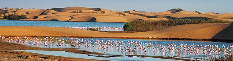 Flamingos in der Lagune vor Walvis Bay