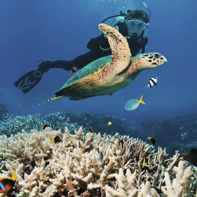 Tauchen beim Great Barrier Reef