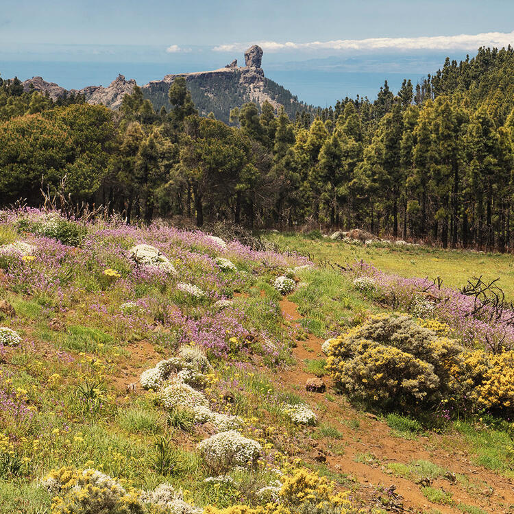 Blick auf verschiedene Pflanzen und grünes Gras - botanischen Garten, Jardín Botánico Viera y Clavijo, Las Palmas , Gran Canaria