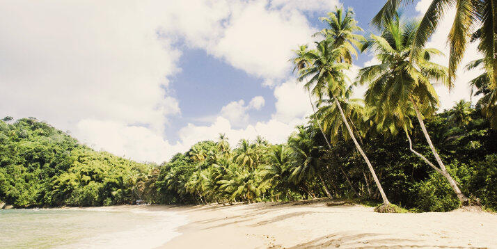 Karibischer Palmenstrand von Tobago