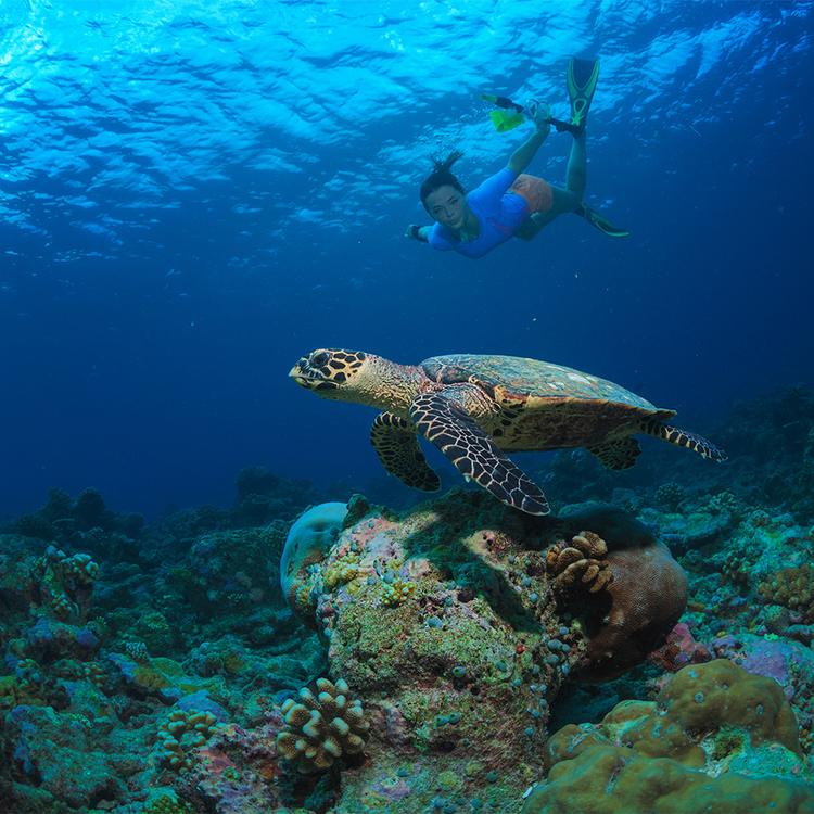 Tropisches Wasser mit Meereslebewesen - Eine Schildkröte schwimmt unter Wasser mit Schnorchlern.