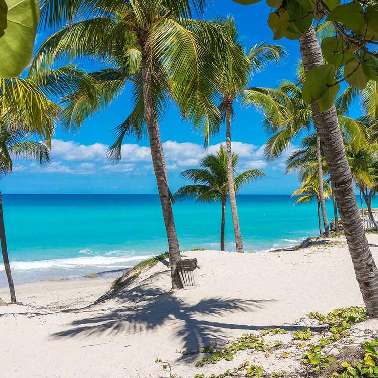 Palm trees on the beach of Varadero Cuba, , sunny, blue sky, turquoise sea
