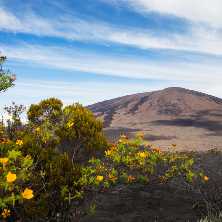 Vulkan Piton de la Fournaise Im Hintergund Vulkan Piton de la fournaise, Blumen im Vordergund