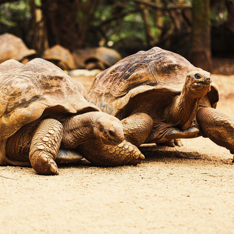 Schildkröten im Reservat auf Mauritius