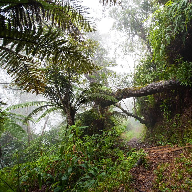 Einen Wanderweg in den Blue Mountains auf Jamaika. Der Pfad führt durch eine grüne und dichte Vegetation, bestehend aus Bäumen und Pflanzen. 