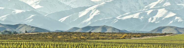 Mendoza Argentinien Weinberge
