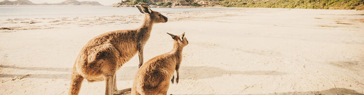 Kängurus am Strand von Australien