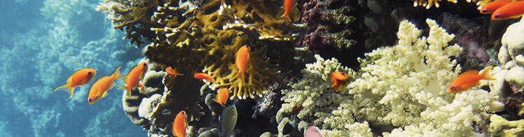 Fische im Korallenriff im Roten Meer
