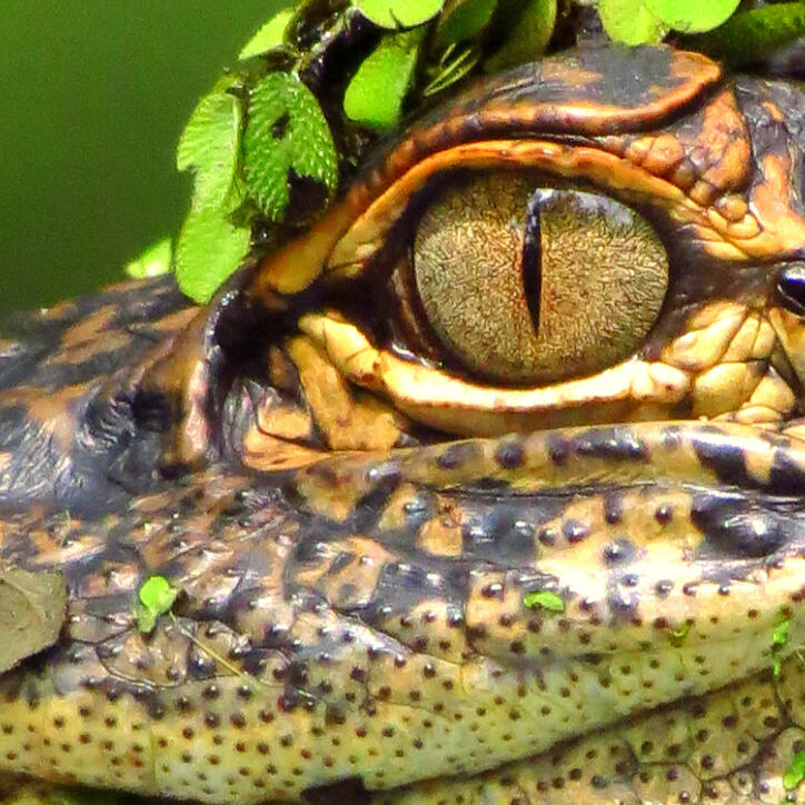 Everglades National Park / Florida