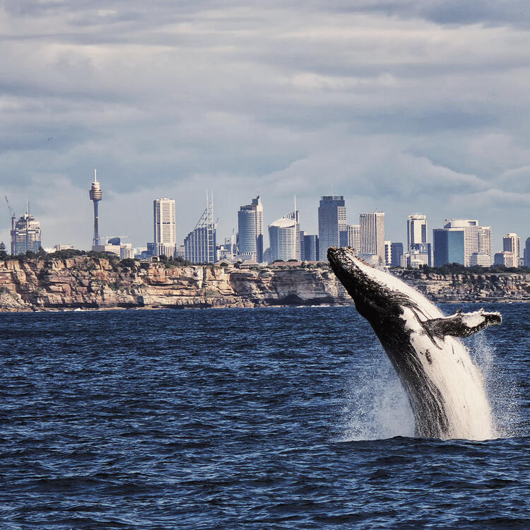 Whale Watching vor Sydney Whale Watching vor Sydney