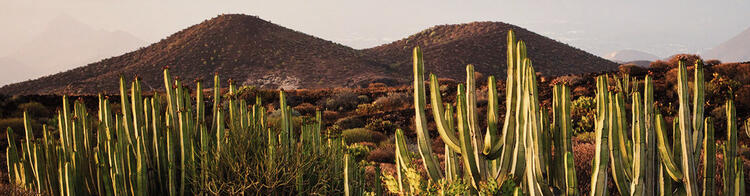 Natur mit Kakteen auf Teneriffa - Kanaren | Condor