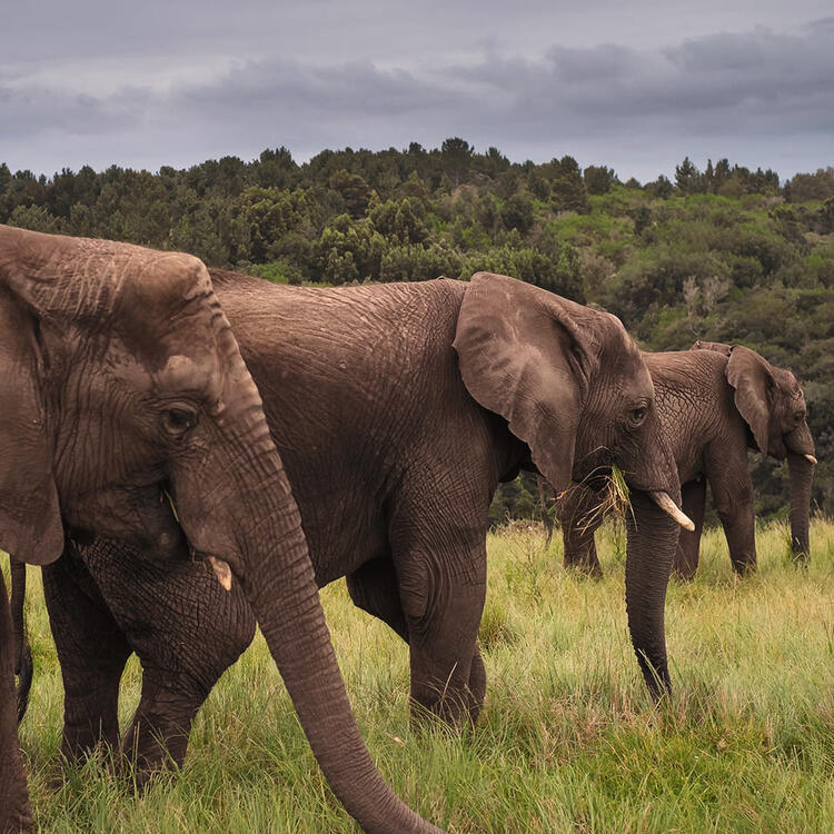 Elefanten im Knysna Elephant Park - Kapstadt | Condor