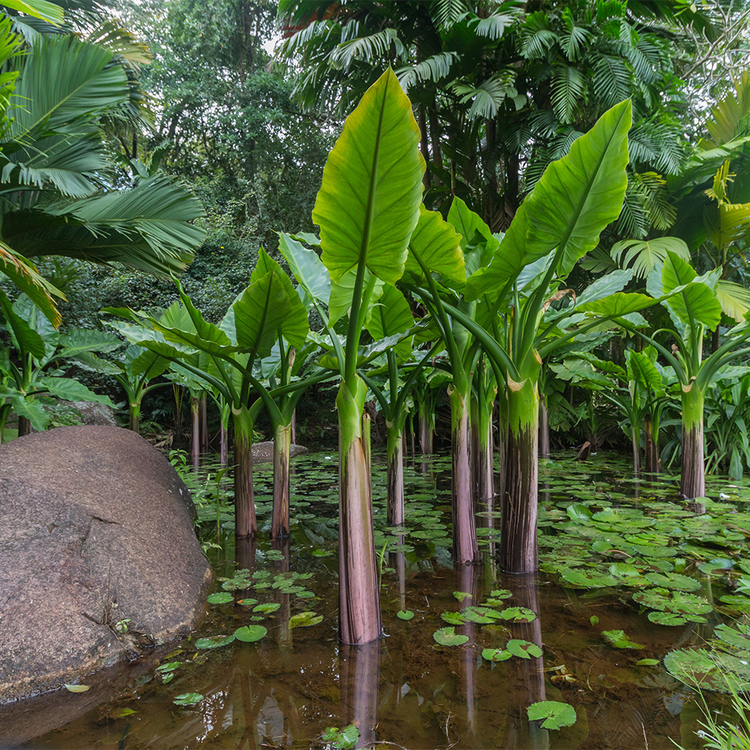 Wasserpalme wächst aus dem Wasser im Victoria National Botanical Garden in den Seychellen