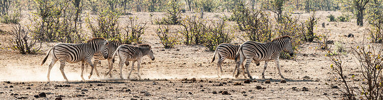 Zebras im Naval Hill Nature Reserve in der Nähe von Bloemfontein