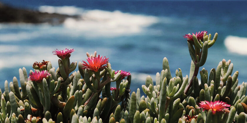 Condor Lanzarote Blüte Strand