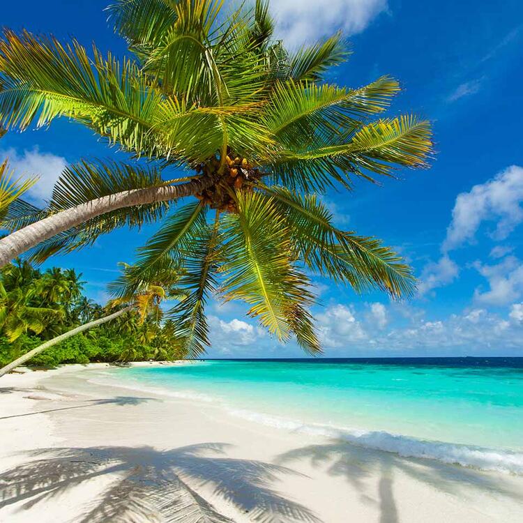 Das tropische Paradies der Malediven - Palmen Bäum, Blauer Himmel und weißer Sand