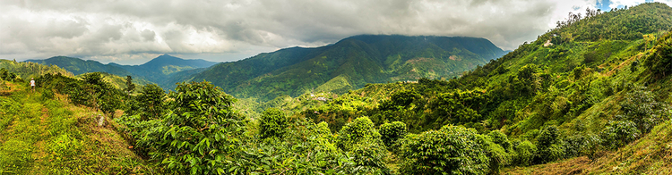 Bild zeigt die blauen Berge von Jamaika, die im Hintergrund zu sehen sind. Im Vordergrund ist ein Kaffeewachstumsort zu sehen, der auf den Hügeln liegt.