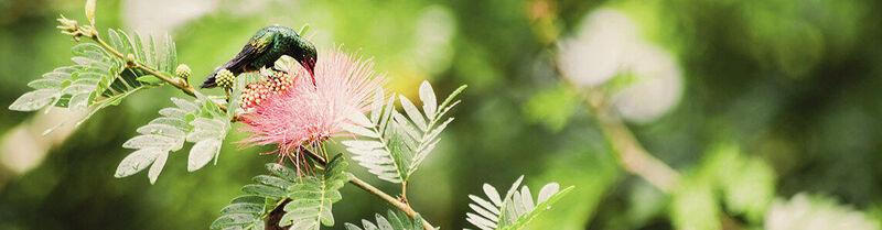 Ein Kolibri saugt Nektar aus einer rosafarbenen Blüte