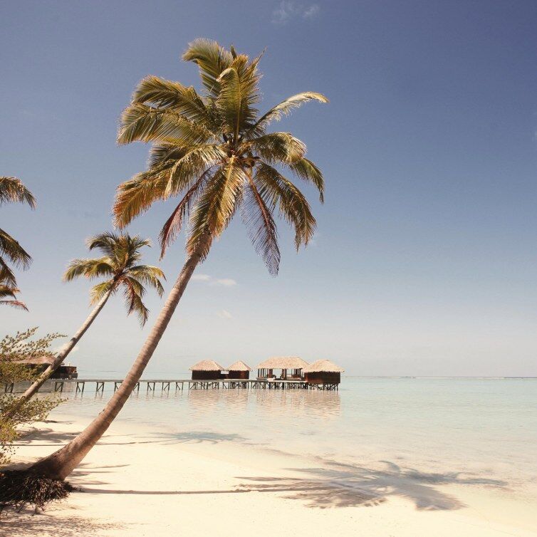 Palmenstrand auf den Malediven