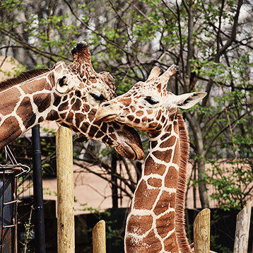 Busch Gardens in Tampa