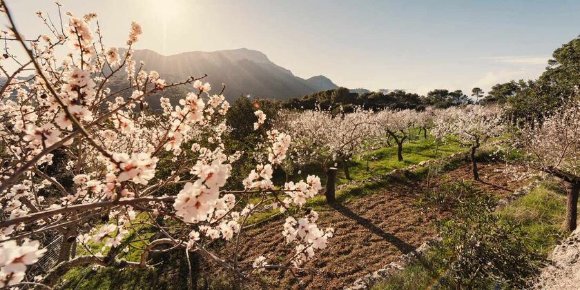 Mallorca Mandelblüte