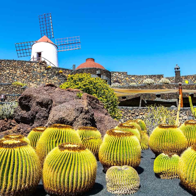 Kakteen in der Kaktus Garten, Lanzarote, Kanarische Inseln, Spanien