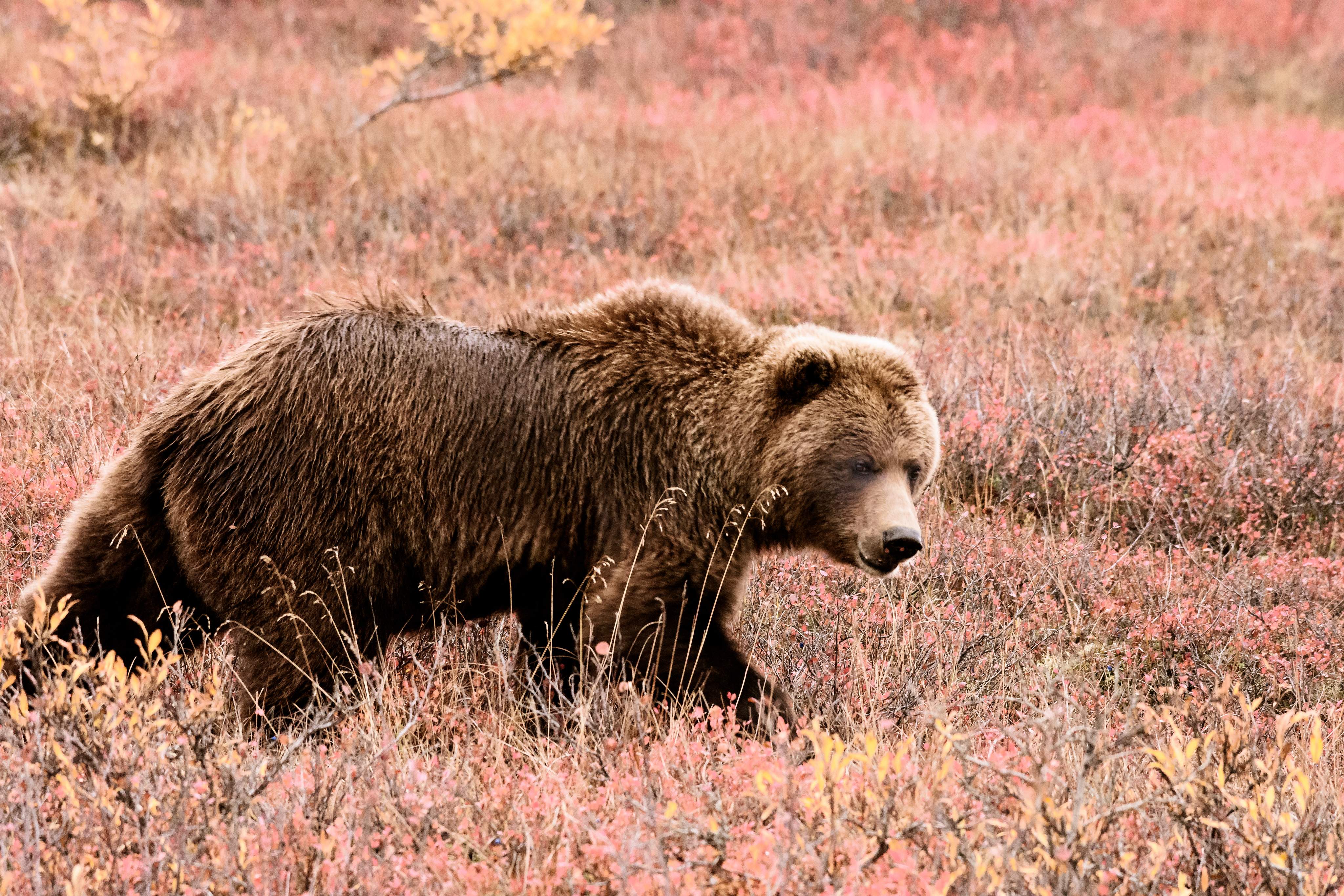 Brown bear walking through a field of pink and yellow wildflowers.