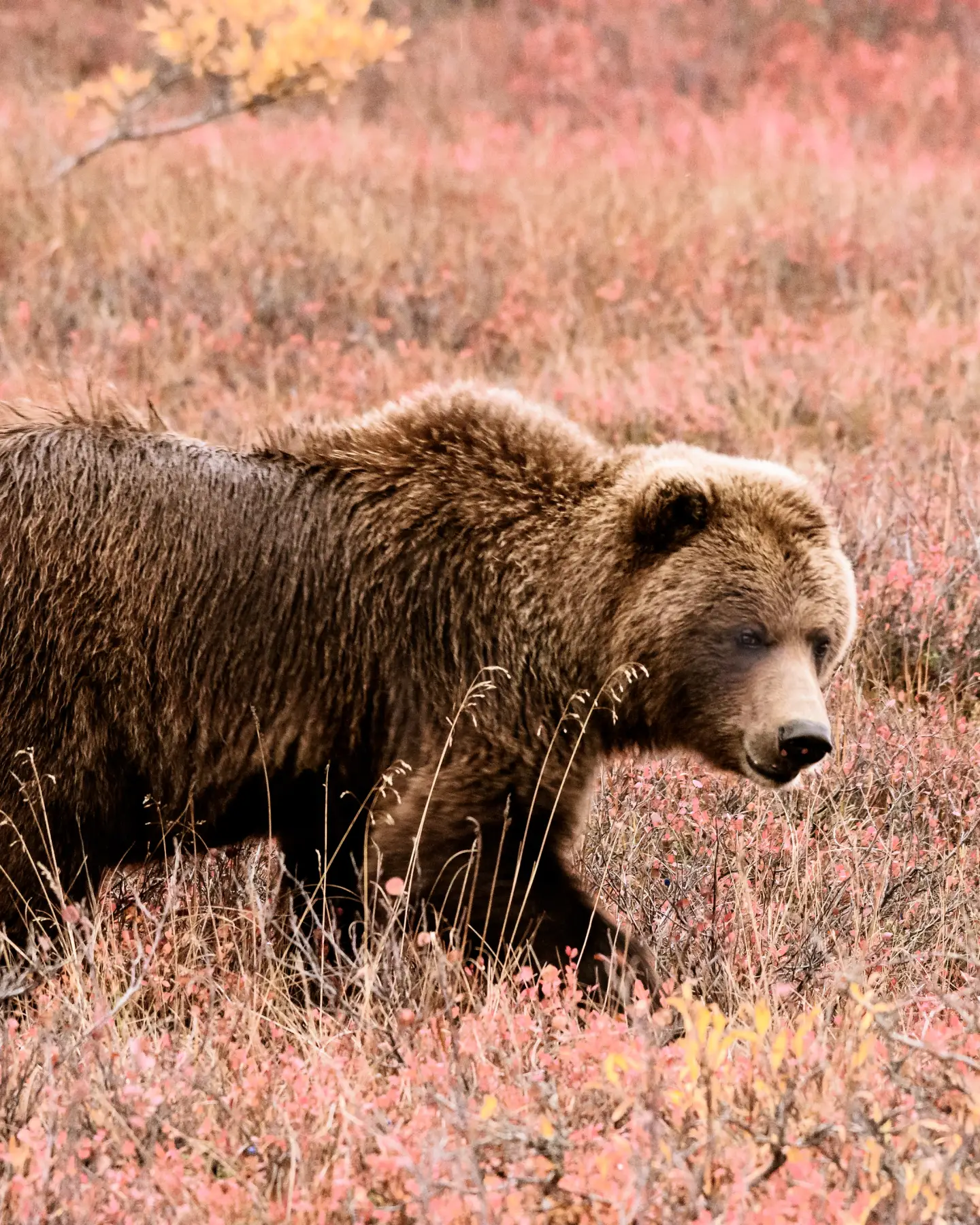 Bruine beer die door een veld met roze en gele bloemen loopt.