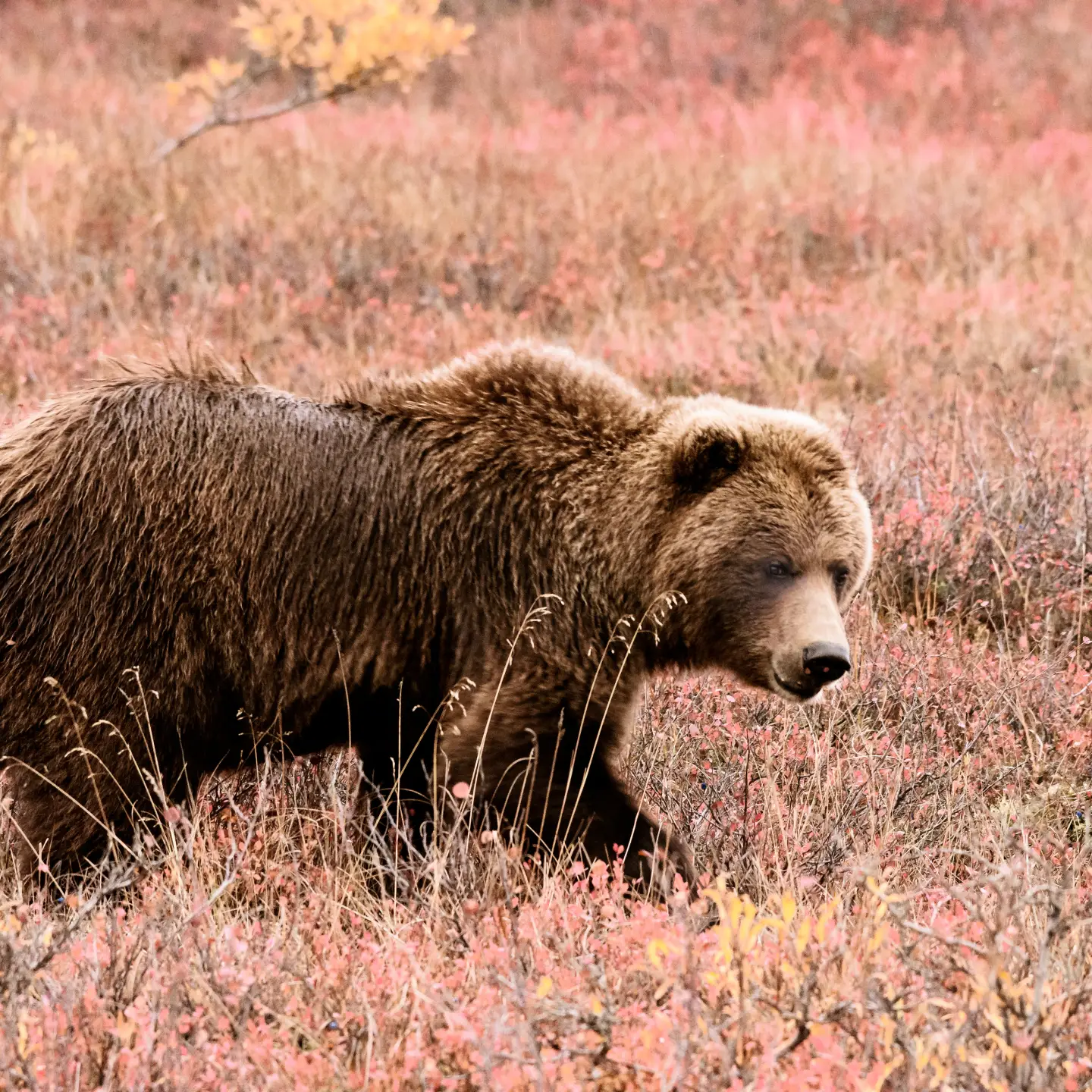 Bruine beer die door een veld met roze en gele bloemen loopt.