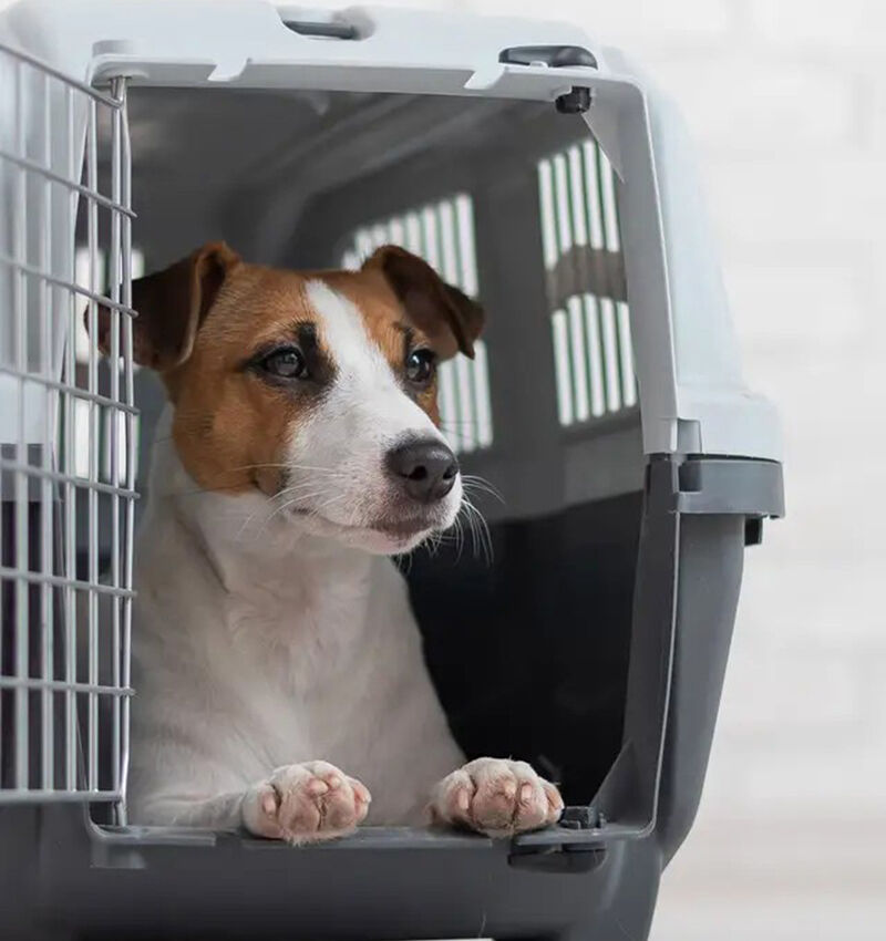 Jack Russell teriér sedící v přepravním boxu.