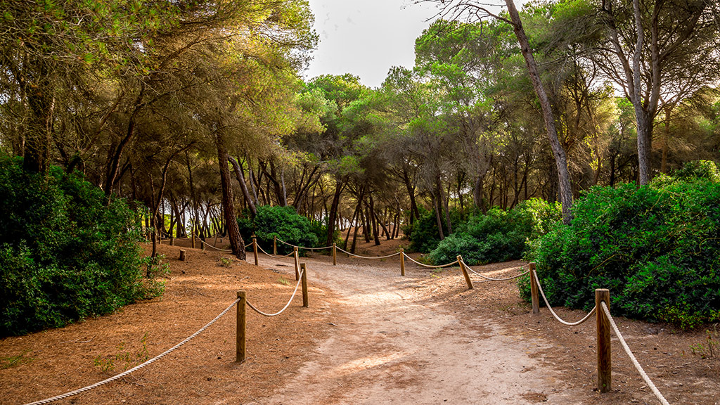 Wanderweg in Naturpark Albufera auf Mallorca