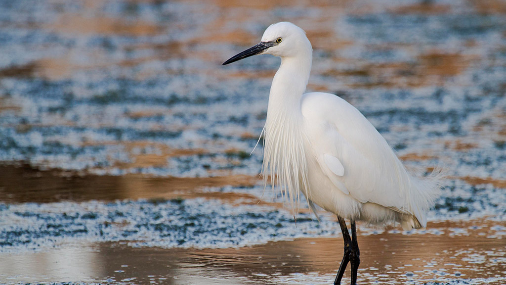 Reiher in Naturpark Albufera auf Mallorca