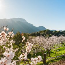 Mandelblüte auf Mallorca: Die besten Tipps für deinen Urlaub