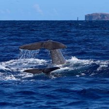 5 Tipps für einen Madeira Urlaub mit Kindern
