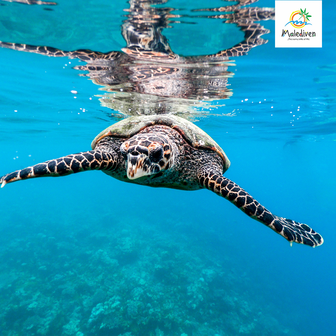 Schildkröte schwimmt im Meer von Malediven