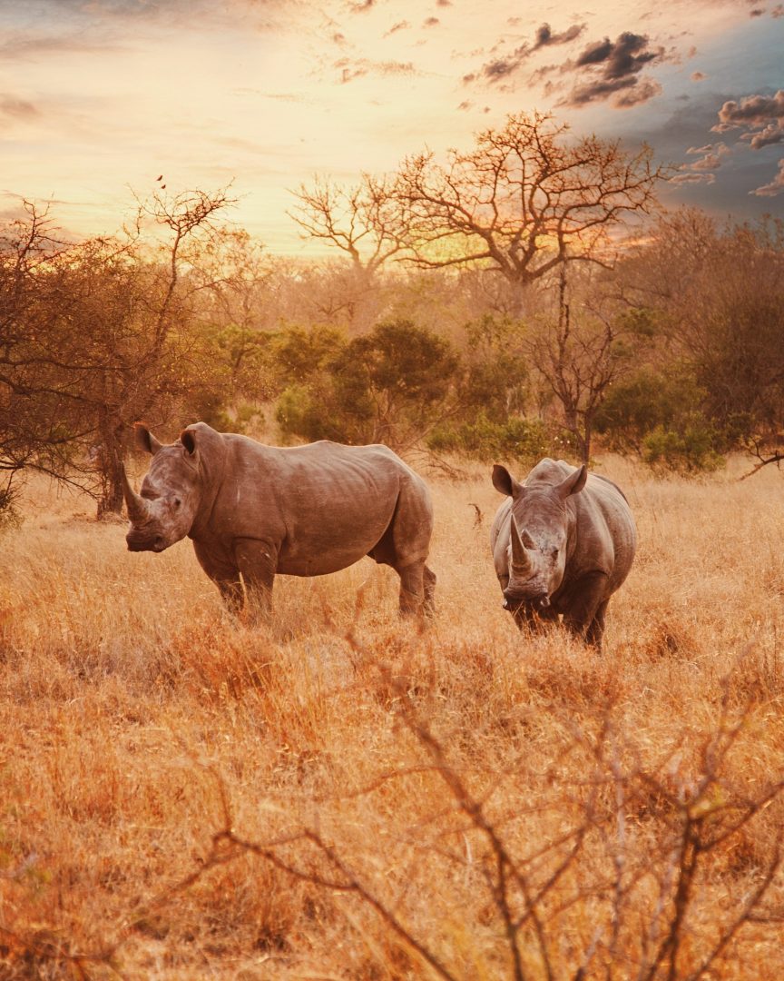 Zwei Nashörner im goldenen Licht des Sonnenuntergangs in der afrikanischen Savanne.