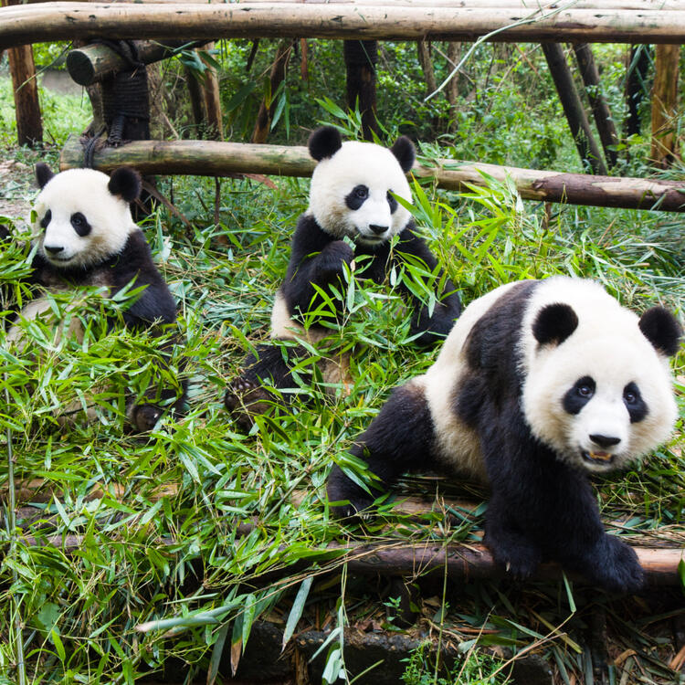 Mehrere Pandas in Mitten von Pflanzen beim Spielen