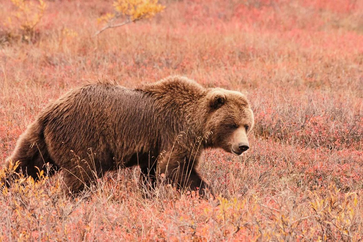 Ein Bär streift durch die wilde Landschaft Alaskas