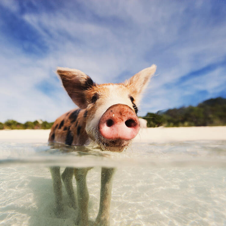 Schwimmendes Schwein auf den Bahamas Schwimmendes Schwein auf den Bahamas
