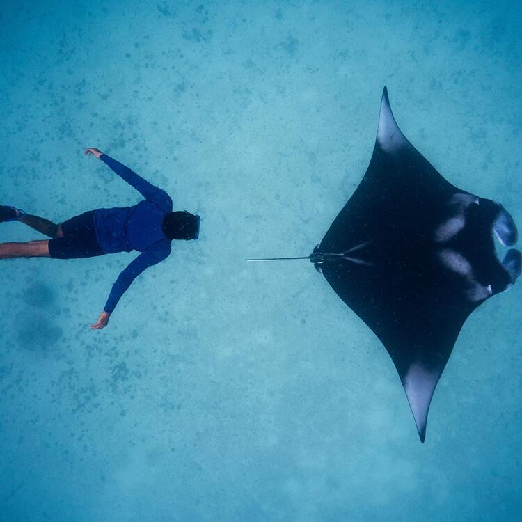 Taucher beobachtet schwarzen Riesenmanta 