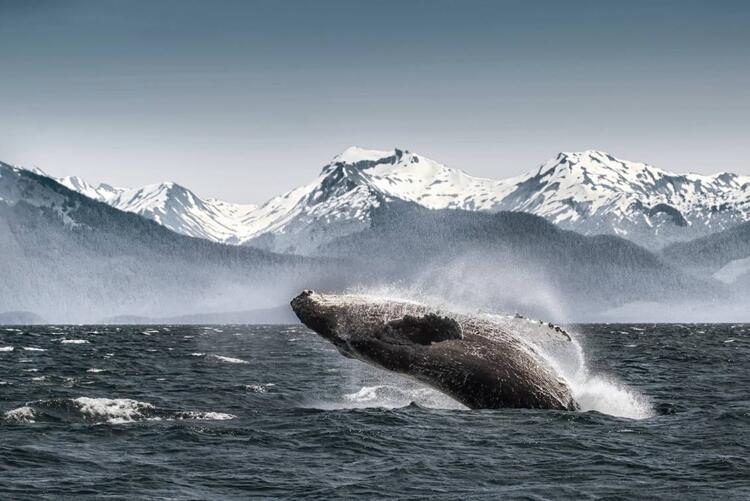 Alaska Glacier Bay Wal