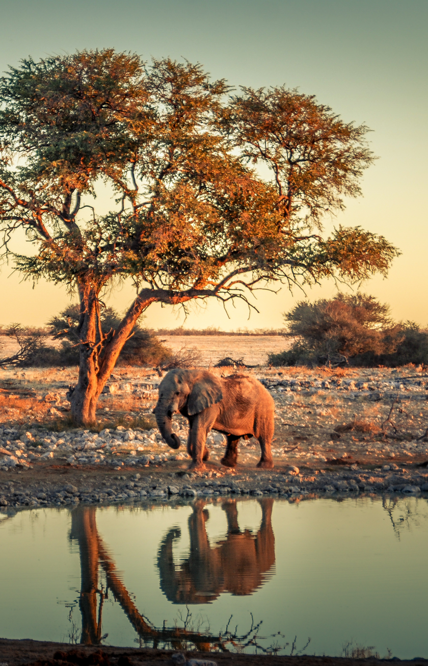 Südafrika Ein Elefant in der nähe von Wasser mit Bäumen im Hintergrund