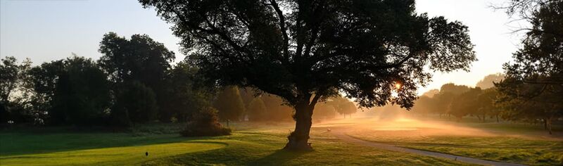 Golfplatz Rasen, mittig steht ein Baum. Im Hintergrund geht die Sonne unter