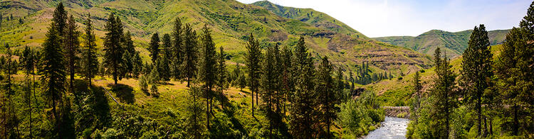 Wald und Fluss im Hells Canyon Nationalpark