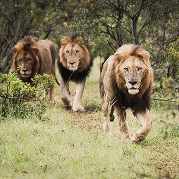 Eine Gruppe von Löwen nähert sich einer Safari-Gruppe